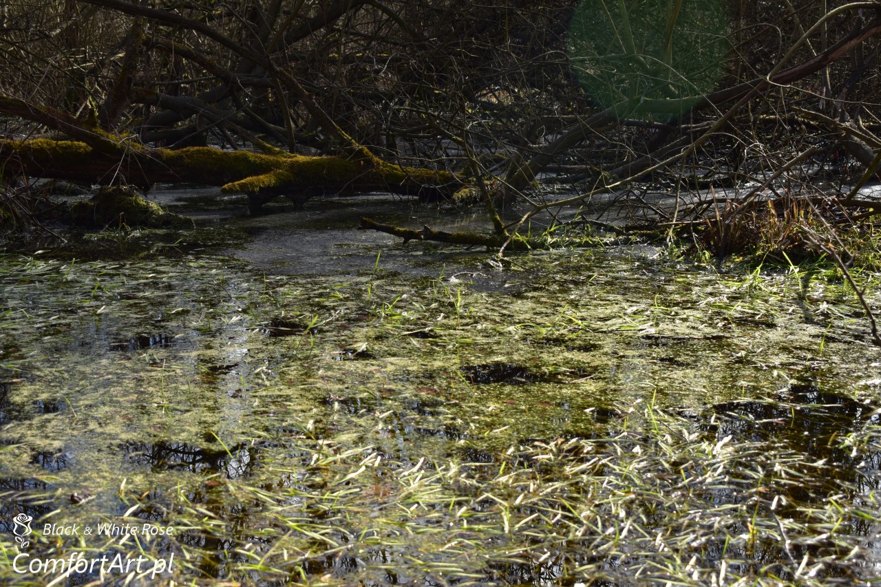Torfowisko Wielkie Błoto bagno